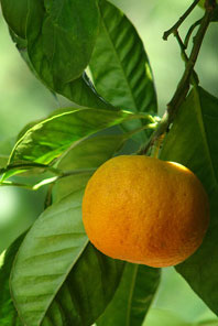 orange essential aroma